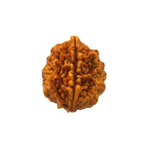 rudraksh